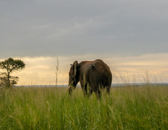 3 Days Murchison Falls Safari