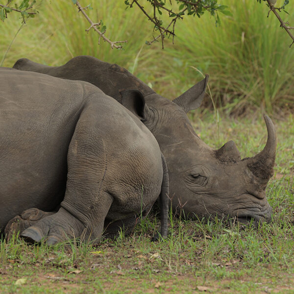 10 Days Best of Uganda Safari