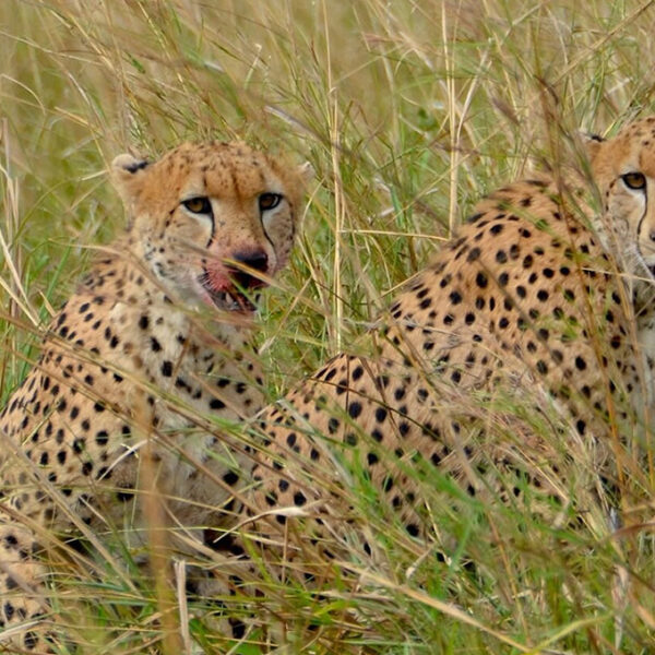 5 Days Kidepo Valley Safari – The True African Wilderness