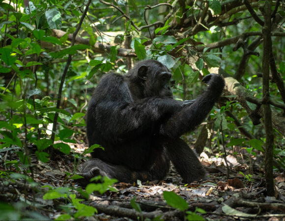 6 Days Primates & Wildlife Safari