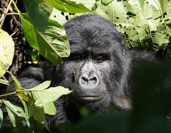 3 Days Gorilla Trekking Safari