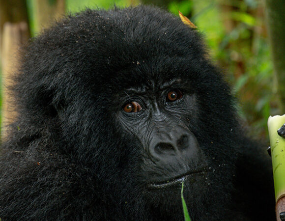 Your Complete Guide to Bwindi & Mgahinga